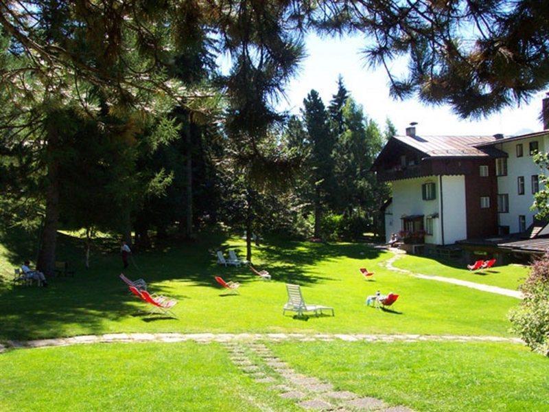 Menardi